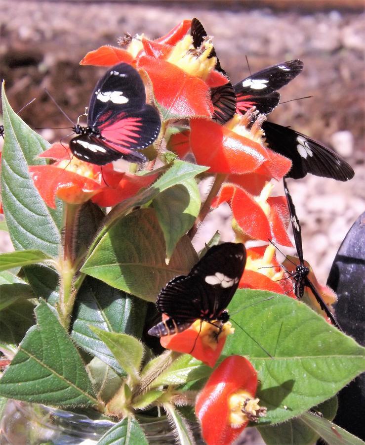 Hickatee Cottages, Belize, Central America 푼타 고르다 외부 사진