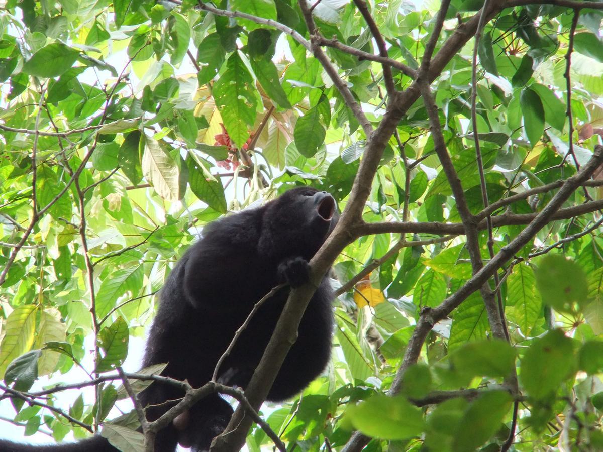 Hickatee Cottages, Belize, Central America 푼타 고르다 외부 사진