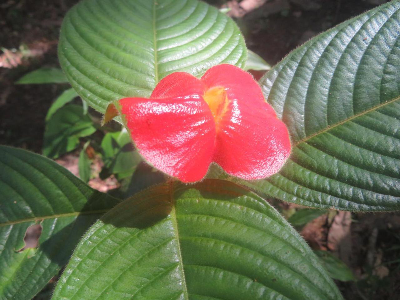 Hickatee Cottages, Belize, Central America 푼타 고르다 외부 사진